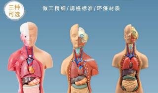 人体五脏六腑分布图