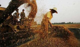 粮食亩产量会有多少